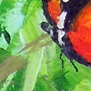 Cat butterfly mag2