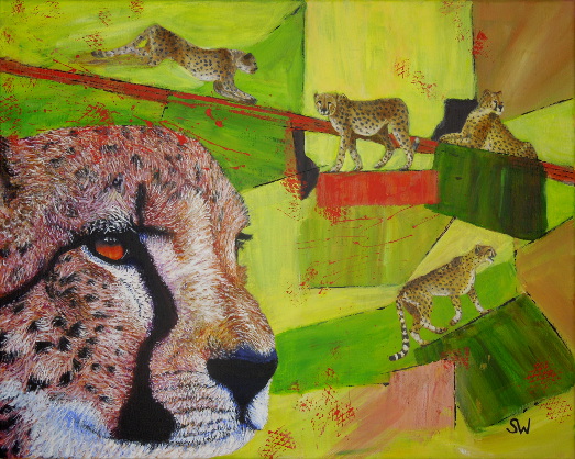 Cheetahs