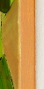 Cheetahs edge