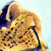 Cheetah mag1