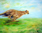 Cheetah at speed