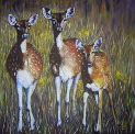 Deer