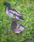 Somerset Ducks