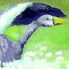 Geese fly mag1