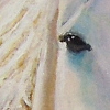 Galloping Horses mag1