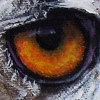 Owl eagle mag1
