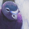 Pigeon U mag1
