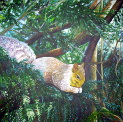 Squirrel snacking
