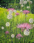 Wild Thistles